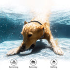 Dog swimming underwater with icons for swimming, rainy day, and bathing.