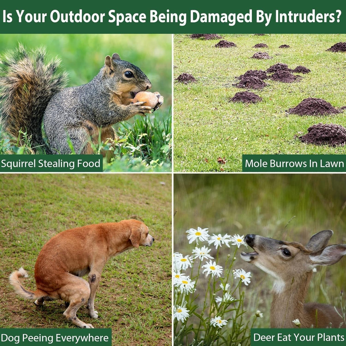 Collage of animals causing damage in outdoor spaces with text labels.