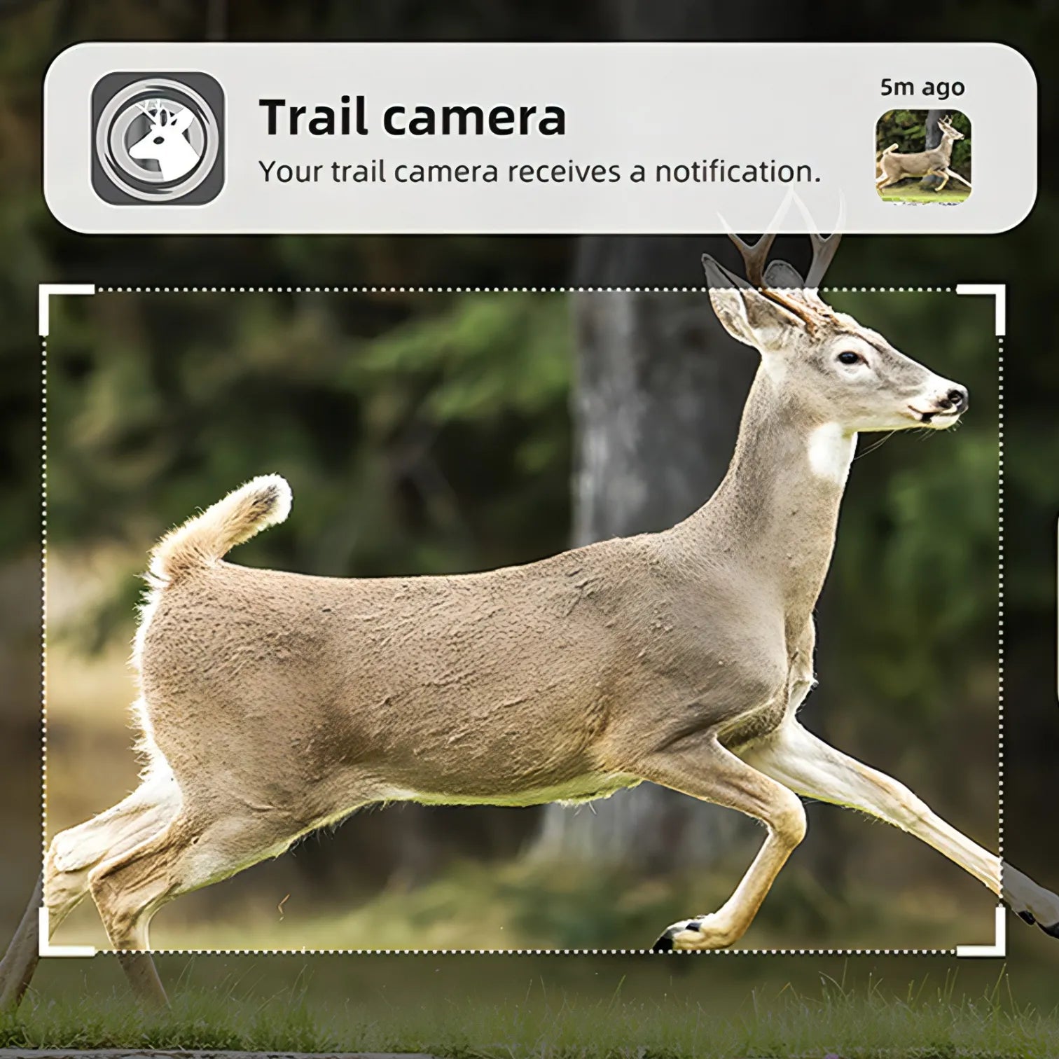 Deer running in a forest with a 'Optinexo OWL-X Trail Camera' notification overlay.
