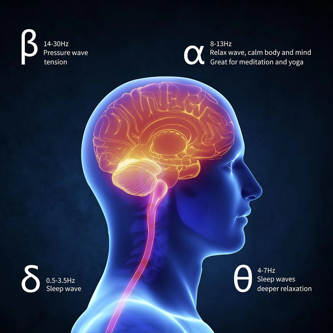 Neurological diagram of a human head with brain highlighted, showing different brainwave frequencies.