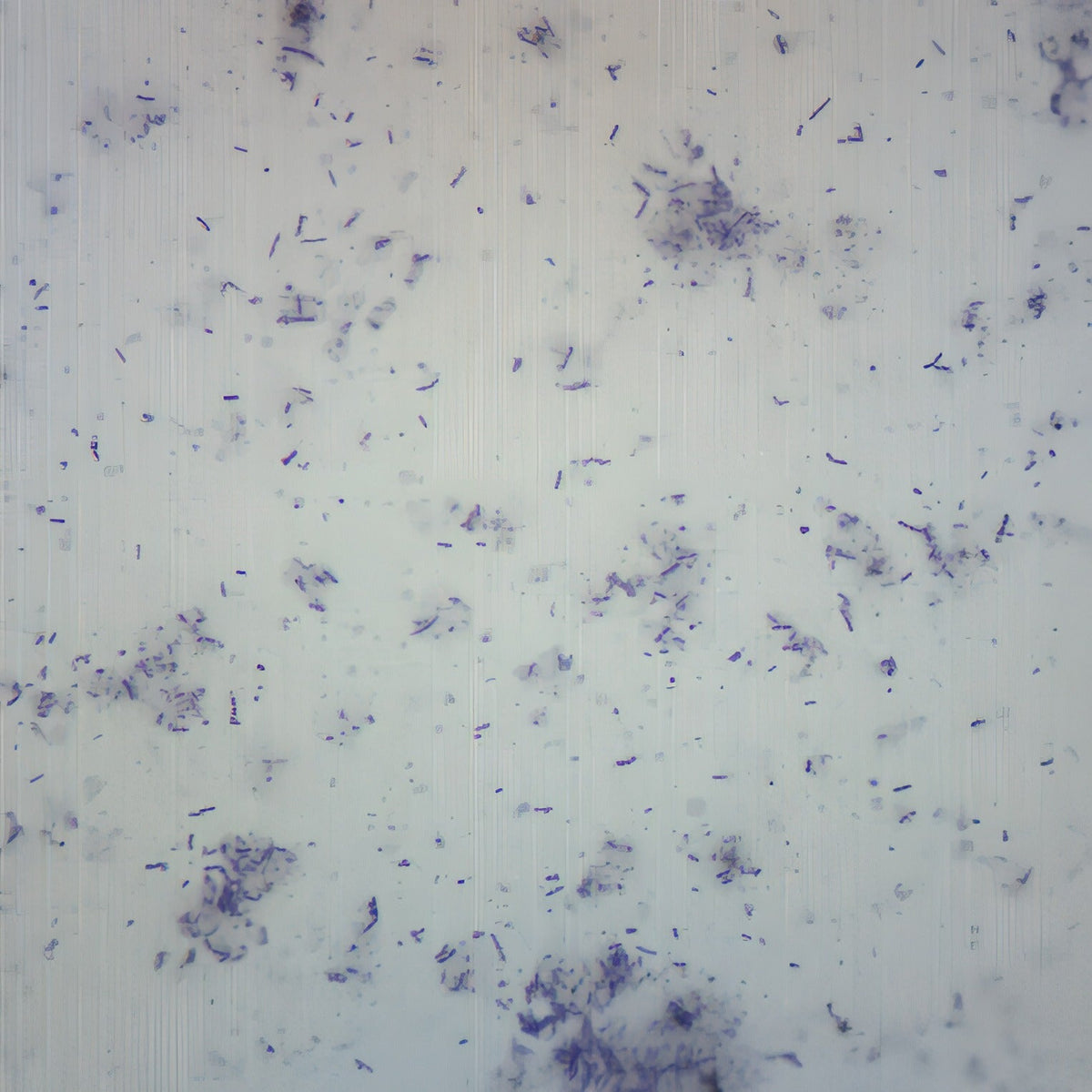 Fenzora Microscope view of bacteria