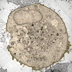 Fenzora Microscope view of cells